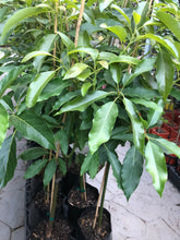 Load image into Gallery viewer, Avocado | Sir Prize