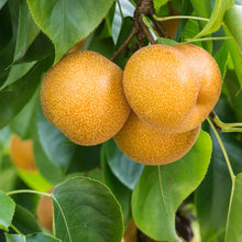 Load image into Gallery viewer, Nashi Pear | Sunshu
