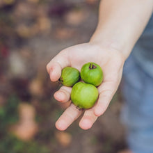 Load image into Gallery viewer, Kiwiberry