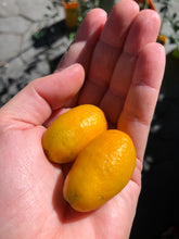 Load image into Gallery viewer, Australian Sunrise Lime | Finger Lime Hybrid