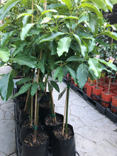 Load image into Gallery viewer, Avocado | Sir Prize