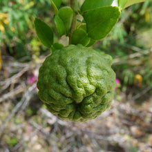 Load image into Gallery viewer, Lime | Kaffia