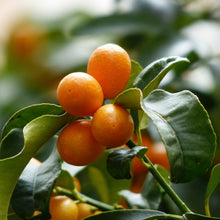 Load image into Gallery viewer, Kumquat | Nagami