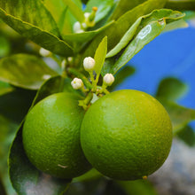 Load image into Gallery viewer, Lime | Tahitian
