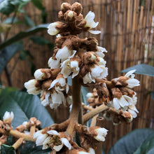 Load image into Gallery viewer, Loquat | Champagne