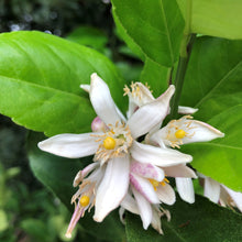 Load image into Gallery viewer, Lemon | Meyer