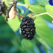 Load image into Gallery viewer, Mulberry | Dwarf Black Mulberry