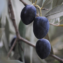 Load image into Gallery viewer, Olive | Manzanillo