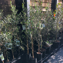 Load image into Gallery viewer, Olive | Bambalina Dwarf Ornamental