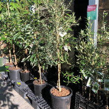 Load image into Gallery viewer, Olive | Del Morocco