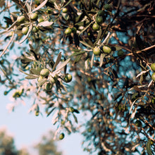 Load image into Gallery viewer, Olive | Koroneiki