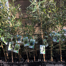 Load image into Gallery viewer, Olive | Arbequina