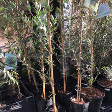 Load image into Gallery viewer, Olive | Picual