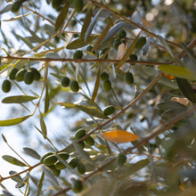 Load image into Gallery viewer, Olive | Arbosana