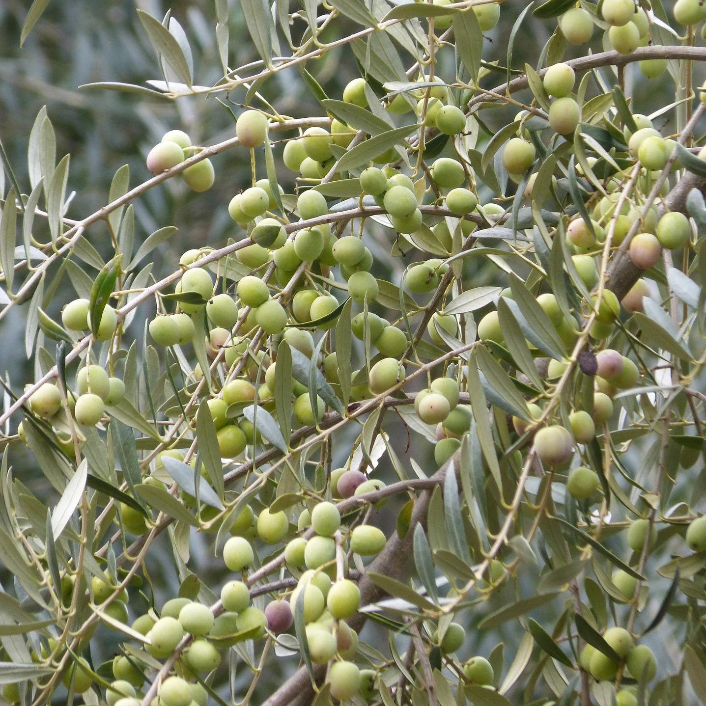 Arbequina Olive Tree arbequina-olive-tree