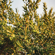 Load image into Gallery viewer, Olive | Koroneiki