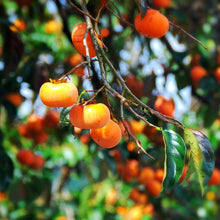 Load image into Gallery viewer, Persimmon | Jiro (Dwarf)