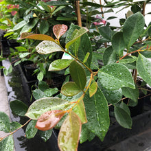 Load image into Gallery viewer, Guava | Red Cherry