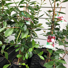 Load image into Gallery viewer, Guava | Red Cherry