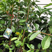 Load image into Gallery viewer, Guava | Yellow Cherry