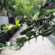 Load image into Gallery viewer, Lime | Finger Lime