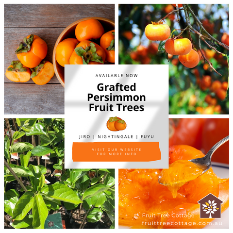 Available Now - Persimmon Trees (Featured Image)