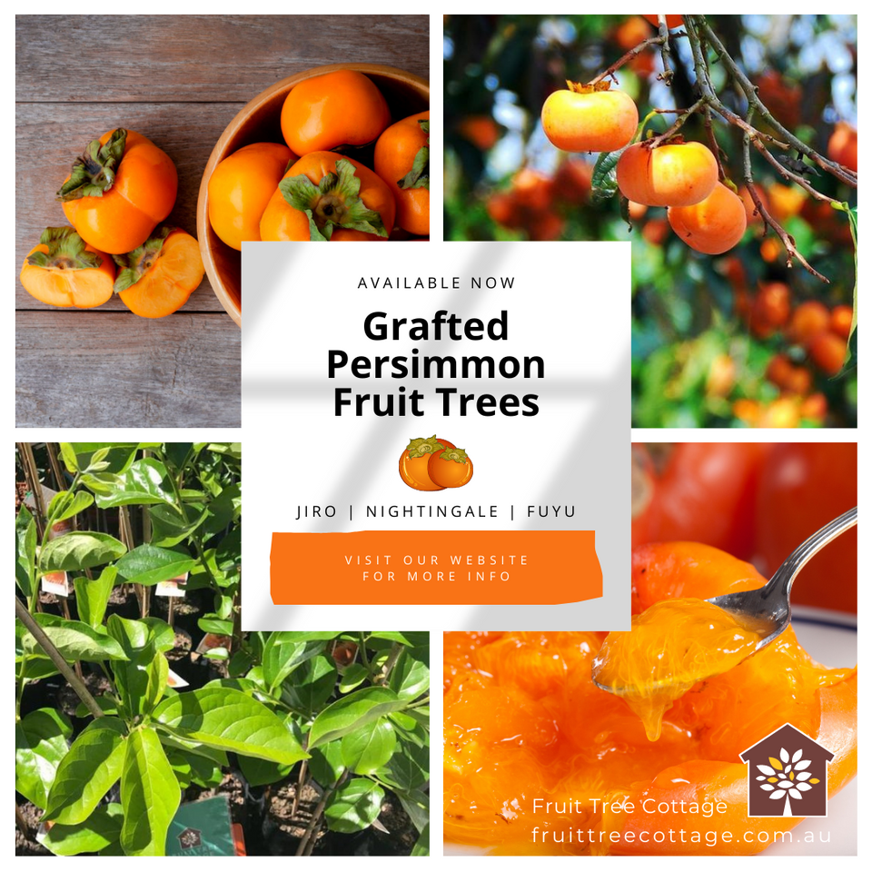 Available Now - Persimmon Trees