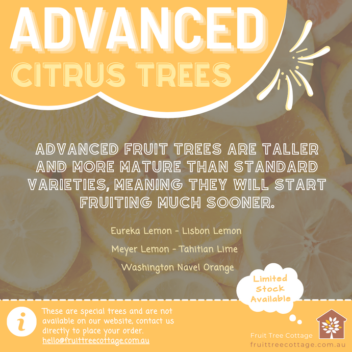 Advanced Citrus Trees - Limited Time Only (Nov 2021)