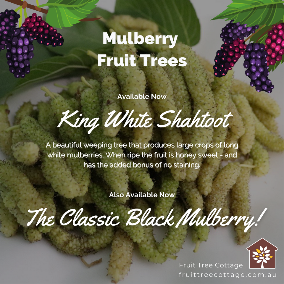 Available Now - Mulberry Trees