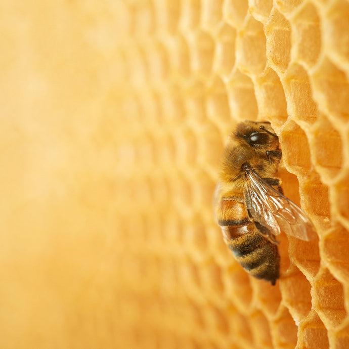 Bees - and their important role as pollinators