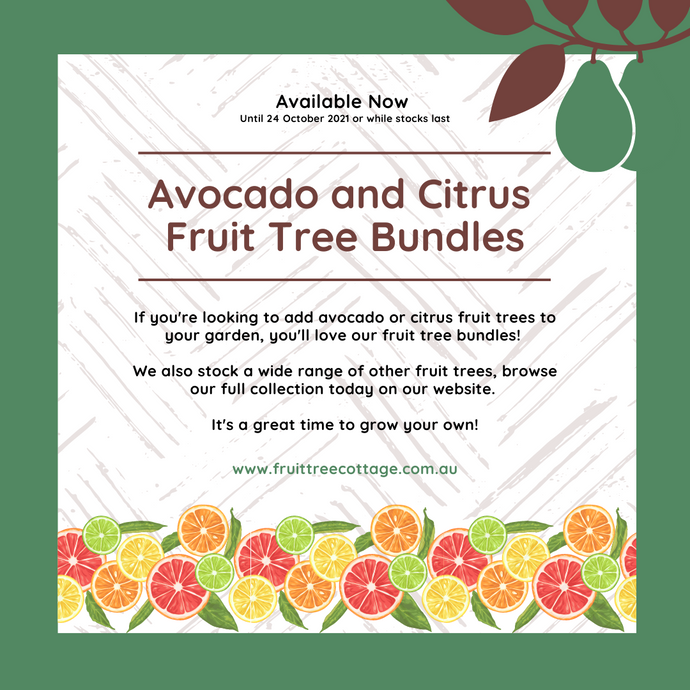 Available Now... Avocado and Citrus Fruit Tree Bundles