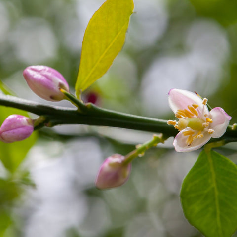 What is Budding? (Featured Image)