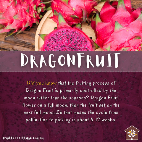 Reasons to Consider... Dragonfruit (Featured Image)