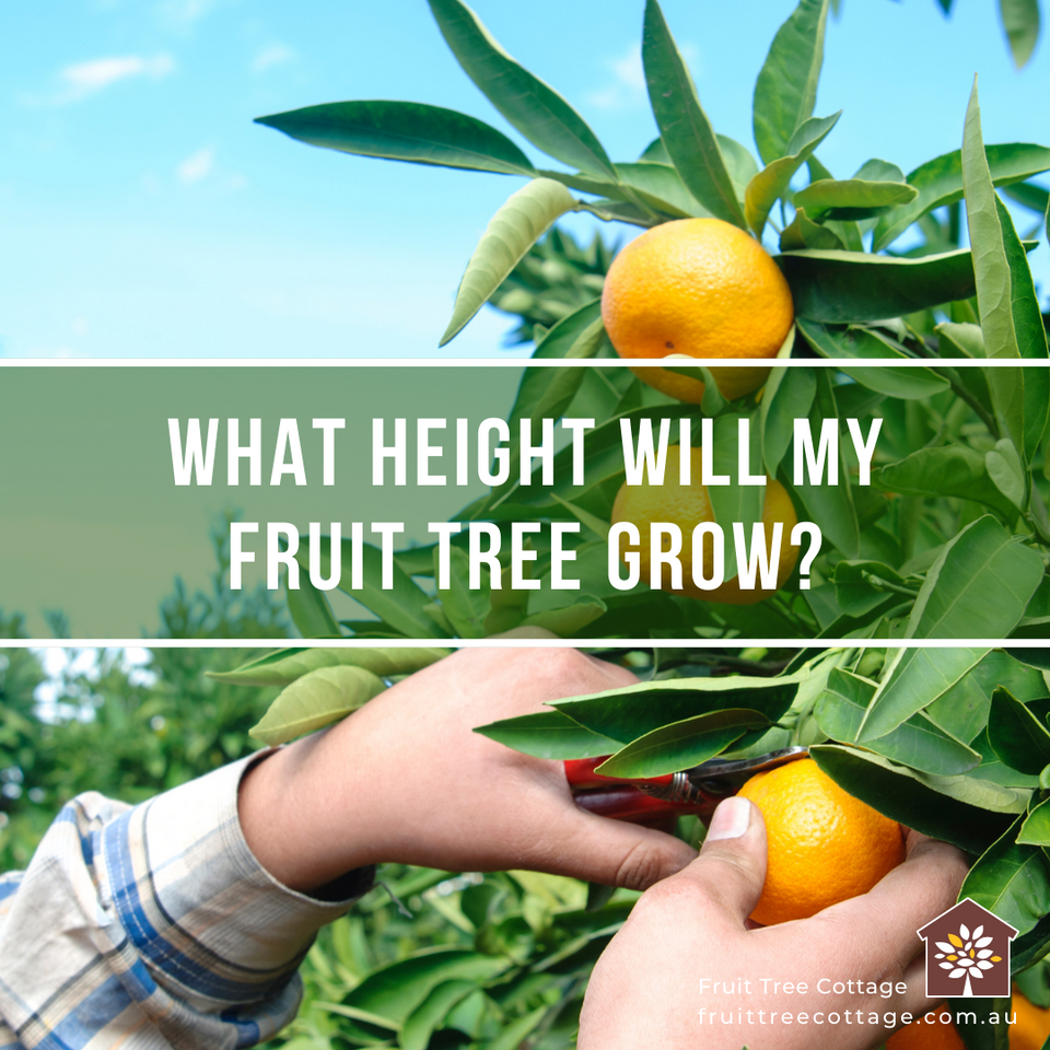 What Height will my Fruit Tree Grow?