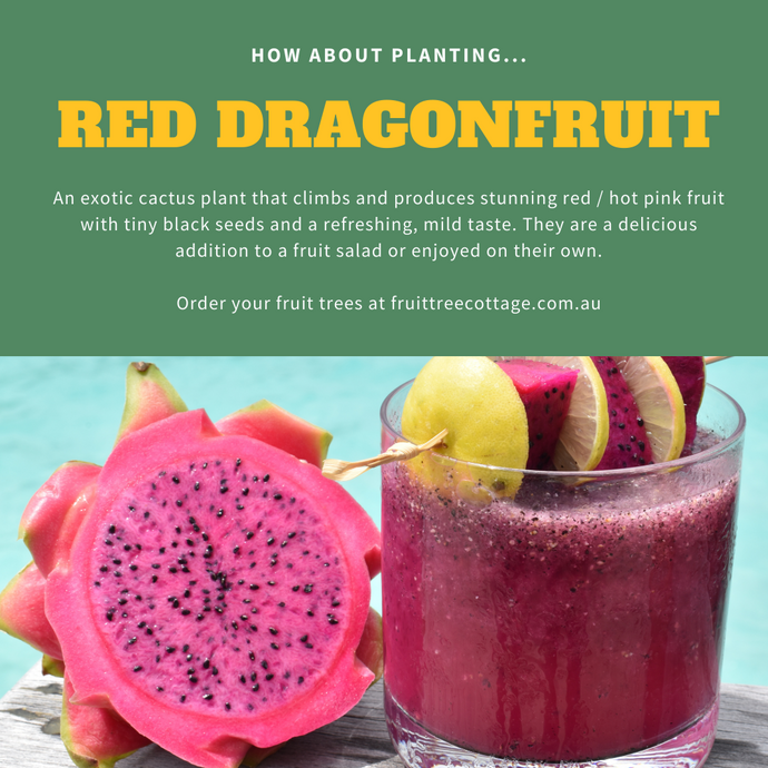 How About Planting... Dragonfruit!