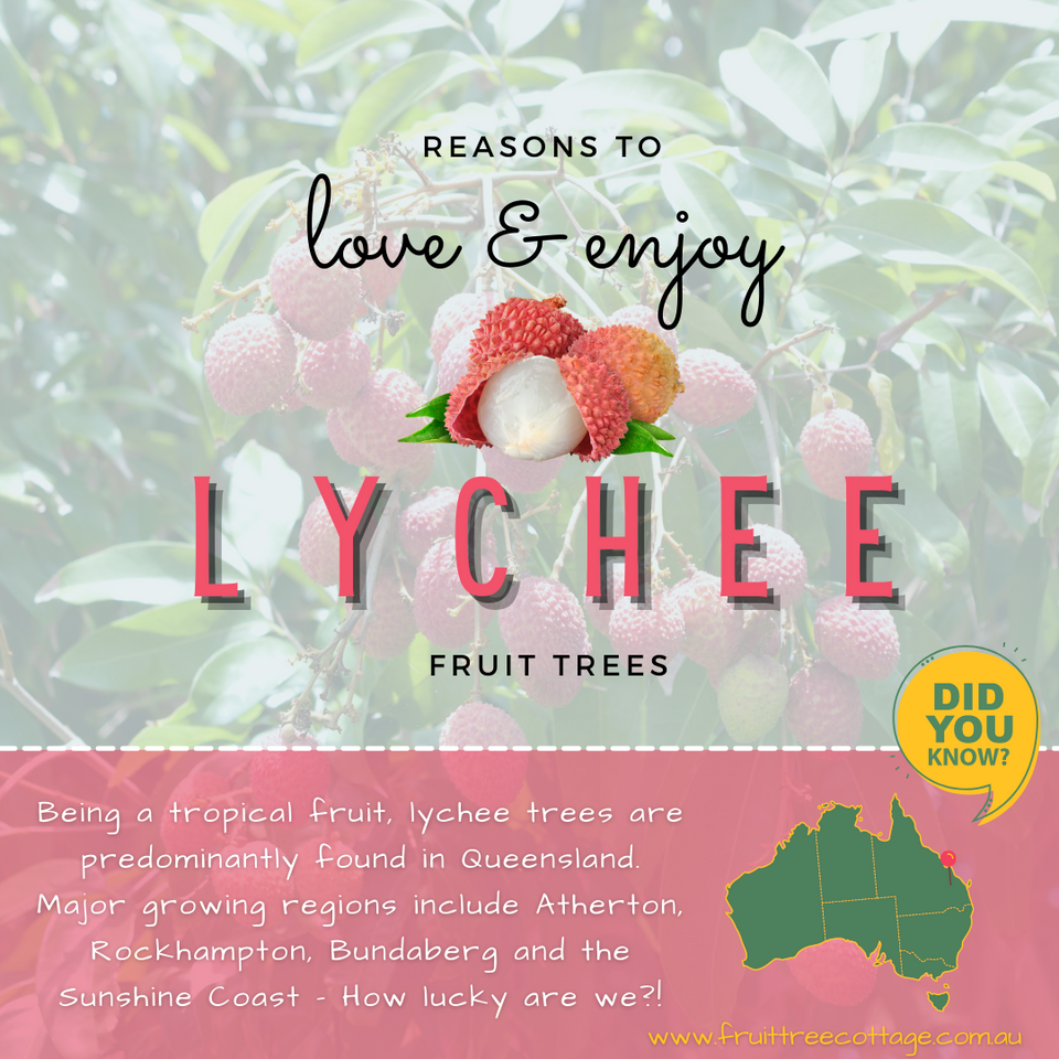 Reasons to Consider... Lychee Fruit Trees