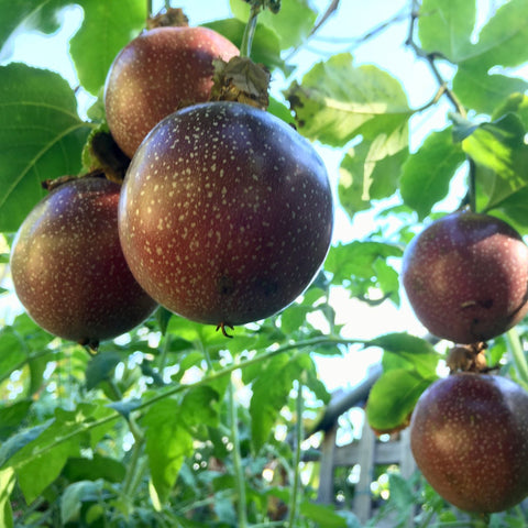 What Fruit Trees Grow Well in South East Queensland? (Featured Image)