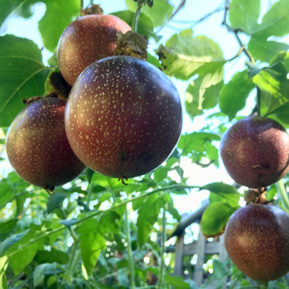 What Fruit Trees Grow Well in South East Queensland?