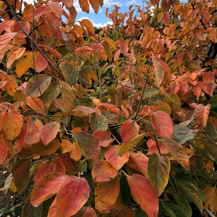 Deciduous Fruit Trees - what can you expect as we head towards Winter?