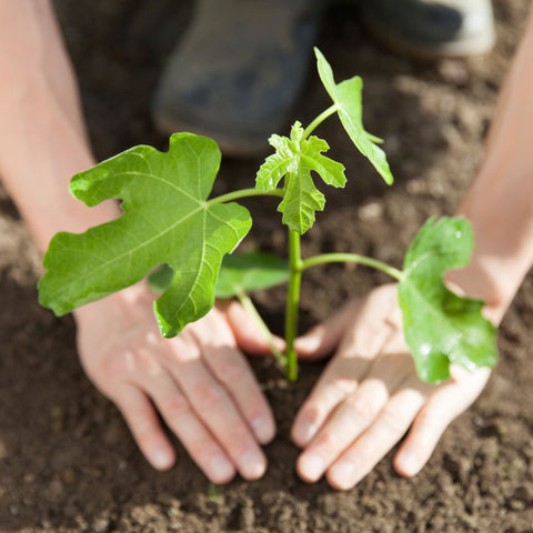 Growing Fruit Trees in Coastal Areas in South East Queensland (Featured Image)