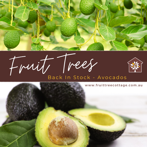 Back In Stock - Avocado Trees (Nov 2021) (Featured Image)