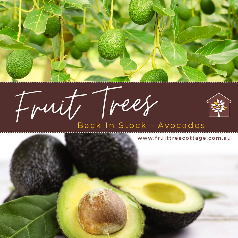 Back In Stock - Avocado Trees (Nov 2021)