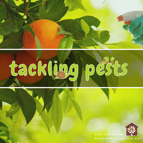 Tackling Pests and Problems on your Fruit Trees (Featured Image)