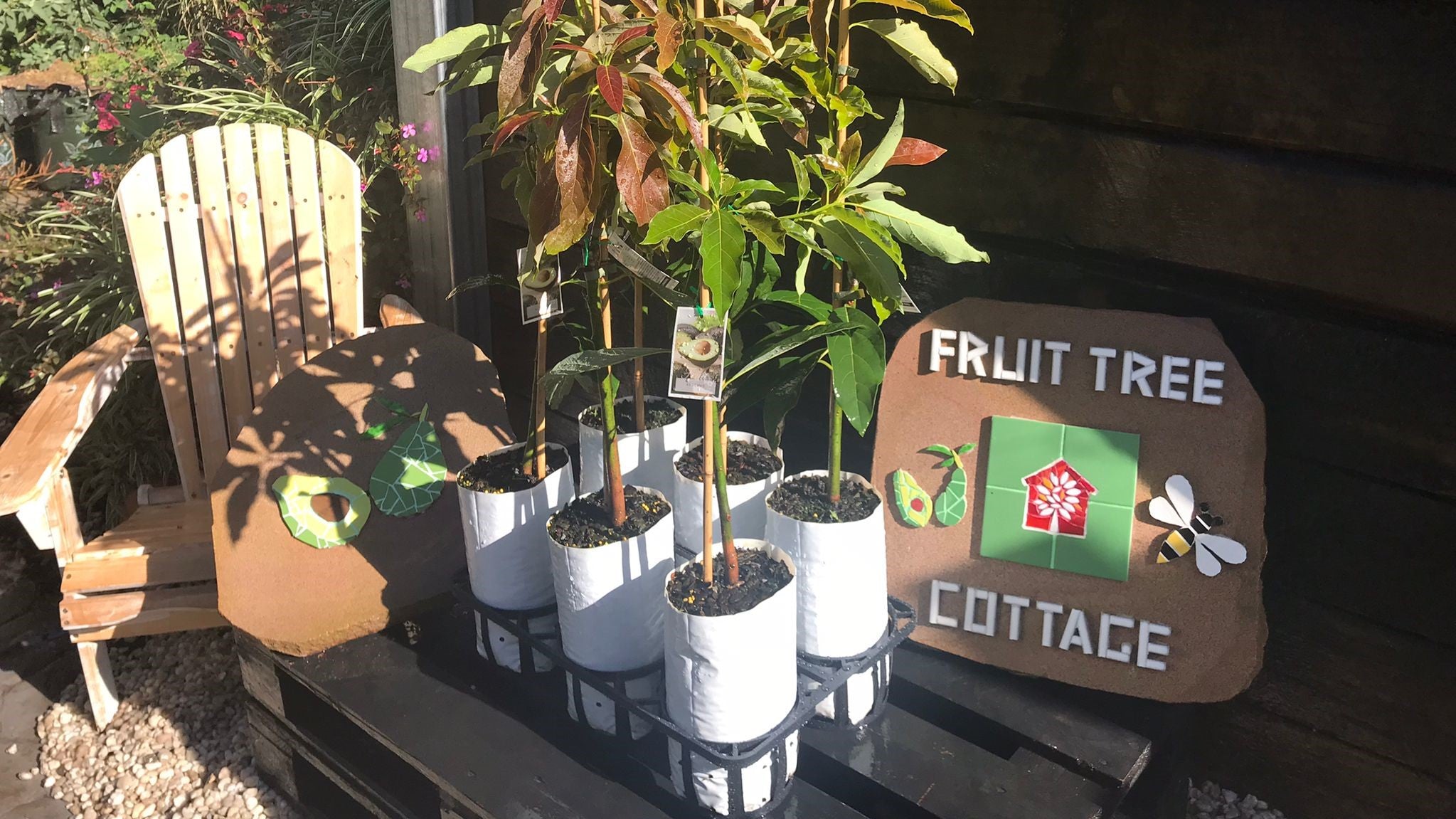 Dwarf Fruit Trees Fruit Tree Cottage
