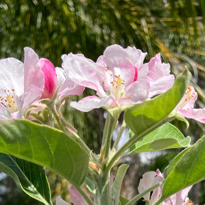 Apple | Dwarf Tropic Sweet