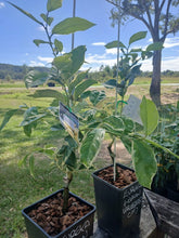 Load image into Gallery viewer, Lemon | Variegated Eureka Lemon
