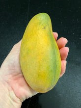 Load image into Gallery viewer, Mango | Tong Dum
