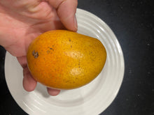 Load image into Gallery viewer, Mango | Fruit Punch
