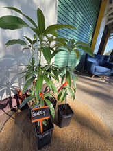 Load image into Gallery viewer, Mango | Beverley

