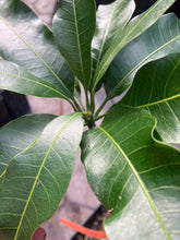 Load image into Gallery viewer, Mango | Chandrakaran
